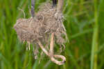 River bulrush